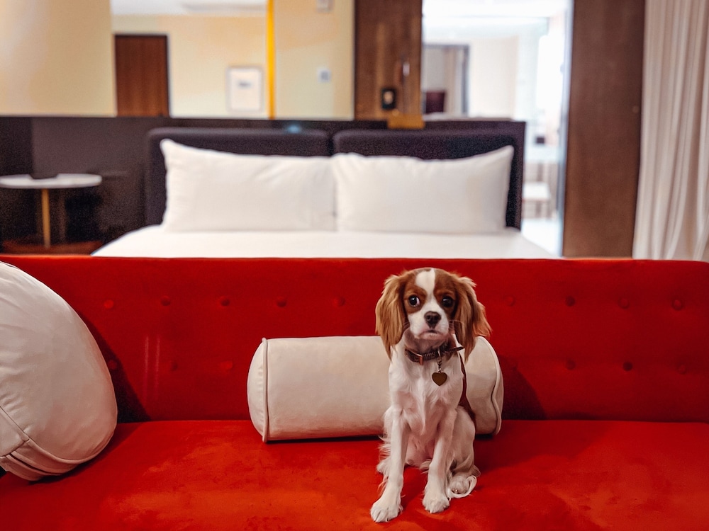Hotel Haya — Hotel rooms in Tampa, Florida