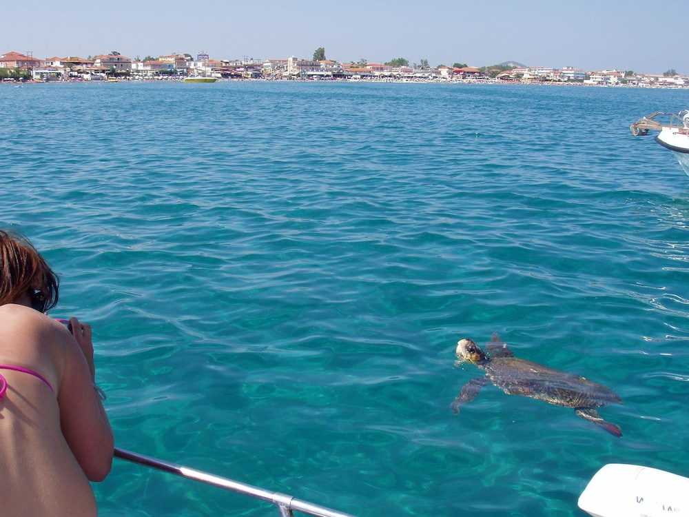 Paradise Apartments — Attractions in the area in Laganas, Ionian Islands