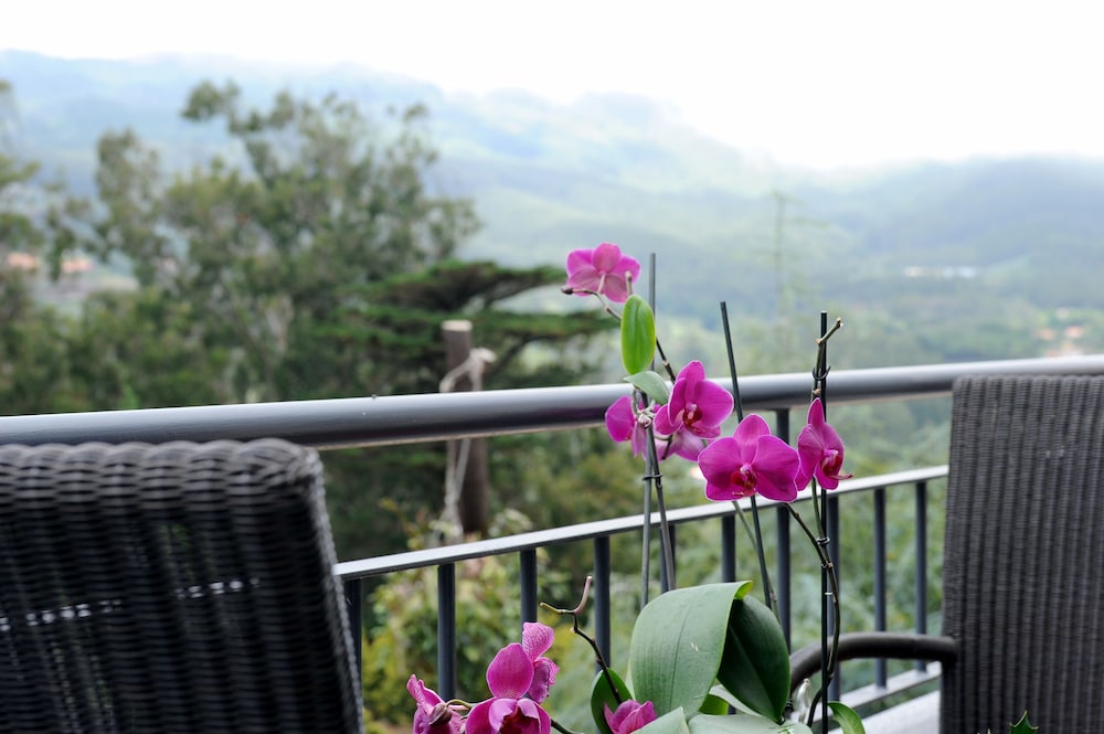 Quinta Cova do Milho — Attractions in the area in Santa Cruz, Madeira