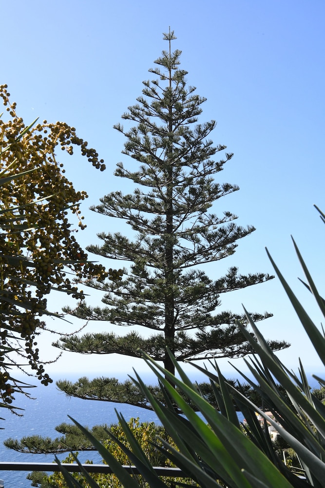 Hotel do Campo — Attractions in the area in Ribeira Brava, Madeira