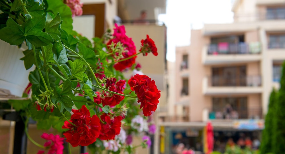 TSB Sunny Victory Apartments — Attractions in the area in Sunny Beach, Burgas Region