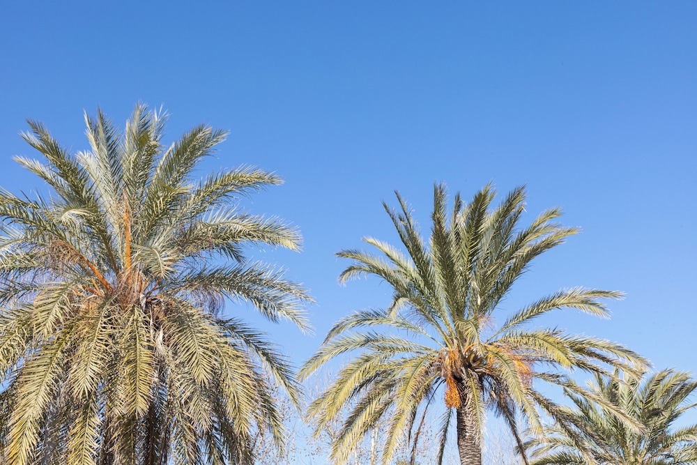 Senator Port Mahón — Attractions in the area in Mahon, Balearic Islands