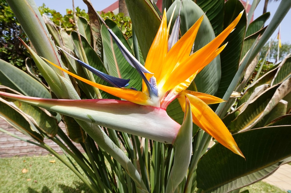 Apartamentos Ecuador — Attractions in the area in Playa del Ingles, Canary Islands