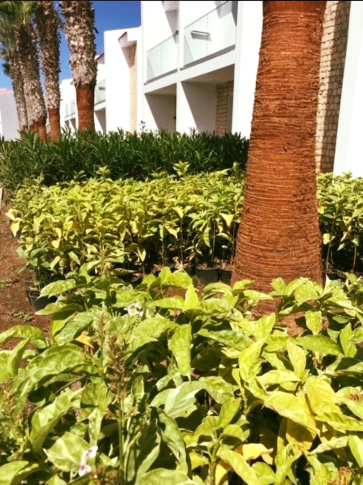 ROBINSON CABO VERDE - Adults only -All inclusive — View in Santa Maria