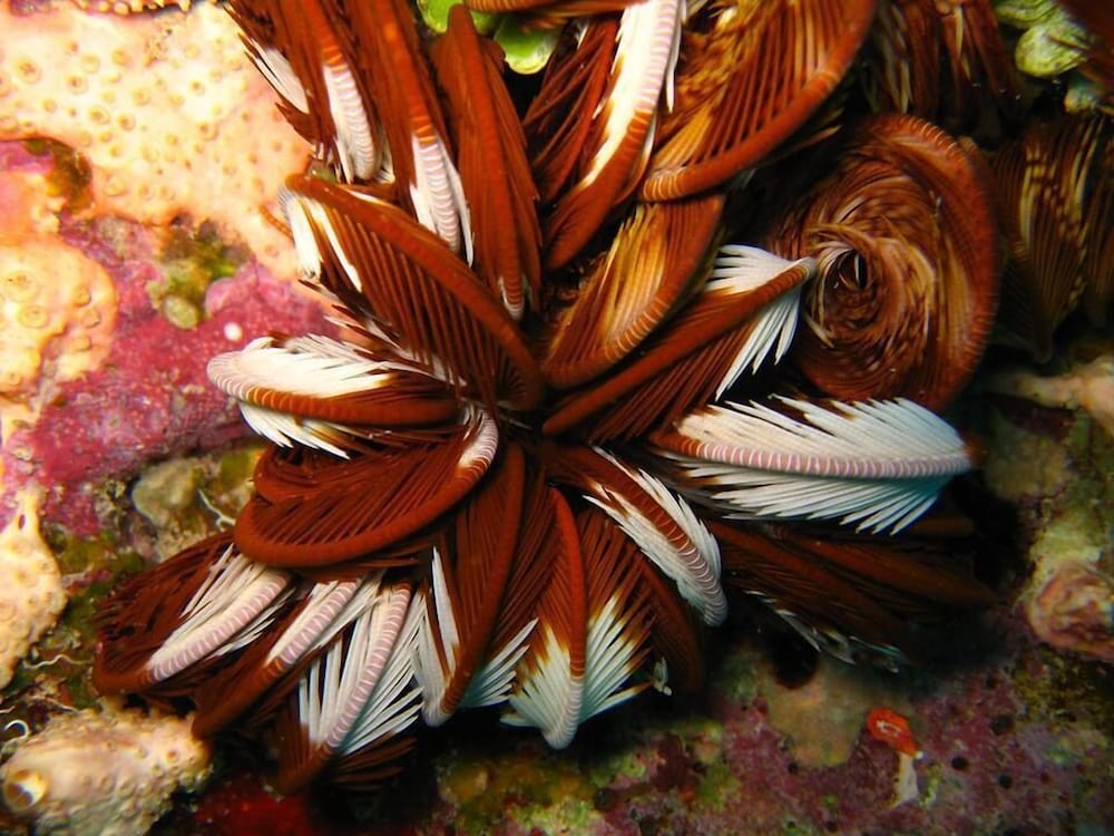 The Oberoi, Sahl Hasheesh — Attractions in the area in Hurghada, Red Sea