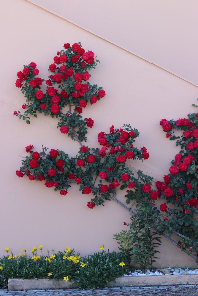 Pegasus Hotel — Attractions in the area in Roda, Ionian Islands