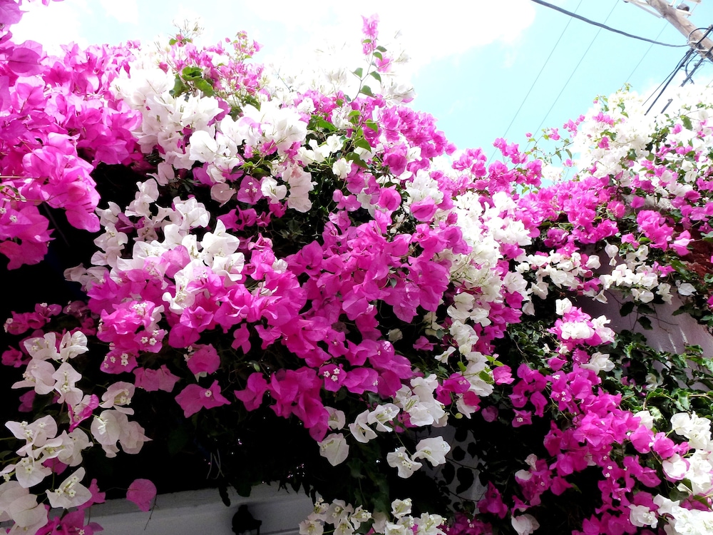 Atalos Suites — Attractions in the area in Kamari, South Aegean