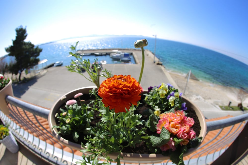 Hotel Delfin — Attractions in the area in Zadar, Zadar