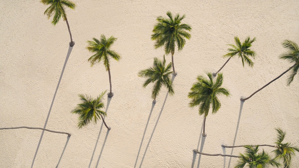 Paradisus Grand Cana - All Suites - All Inclusive — Beach in Bavaro, La Altagracia
