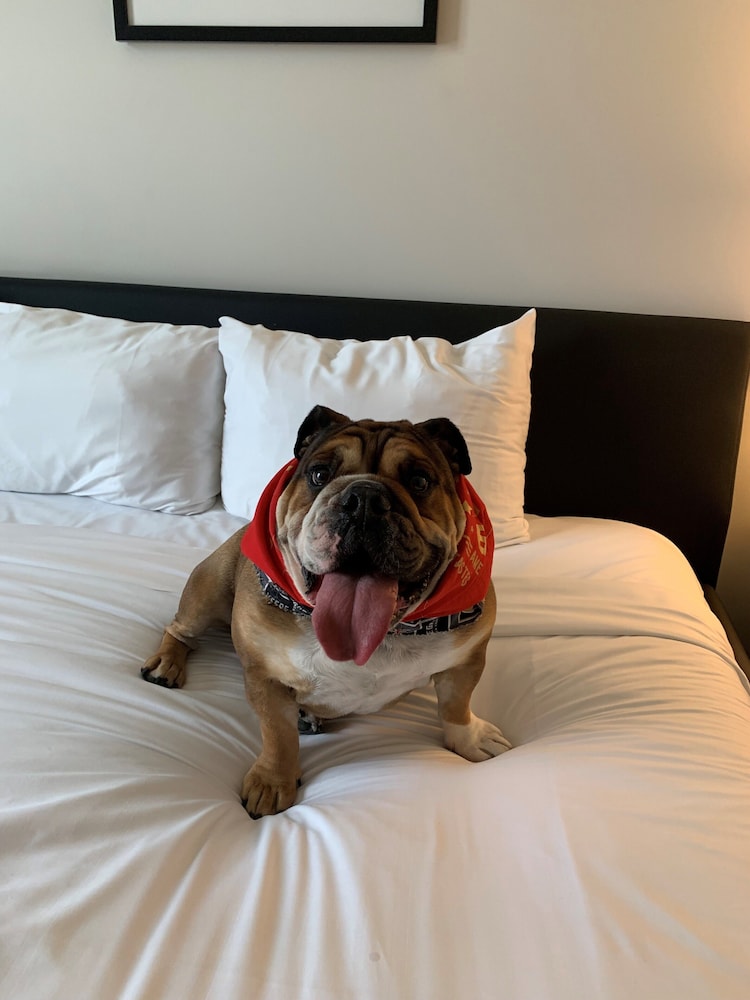 Downtown Grand Las Vegas — Hotel rooms in Las Vegas, Nevada