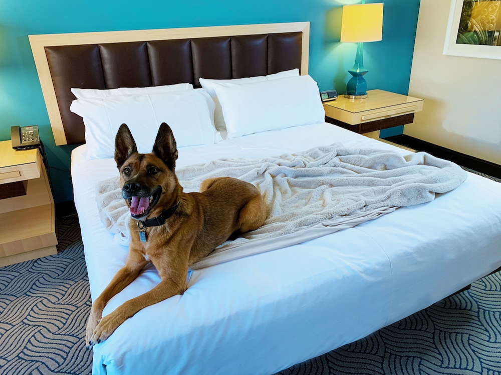 Downtown Grand Las Vegas — Hotel rooms in Las Vegas, Nevada