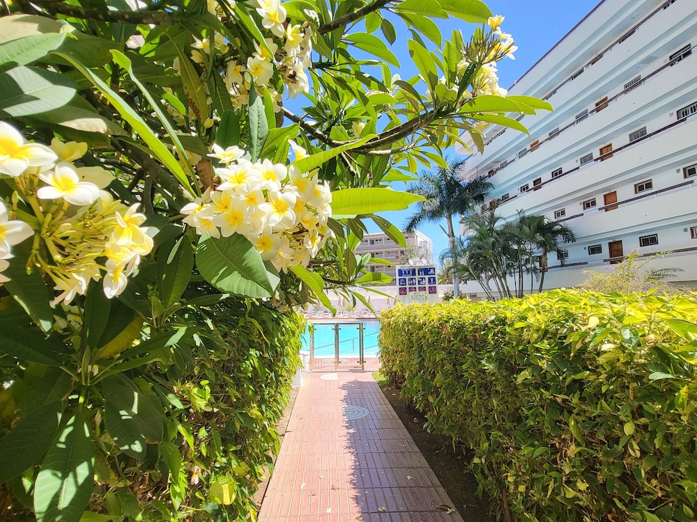Las Camelias — Swimming pool in Playa del Ingles, Canary Islands