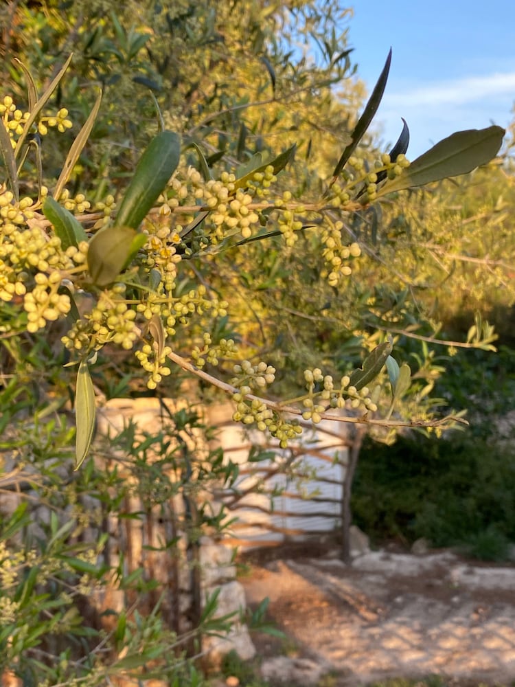 Agroturismo Malbuger Nou - Adults only — Attractions in the area in Mahon, Balearic Islands