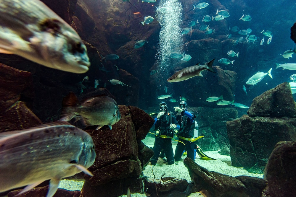 Aqua Natura Madeira Hotel — Sports & recreation in Porto Moniz, Madeira