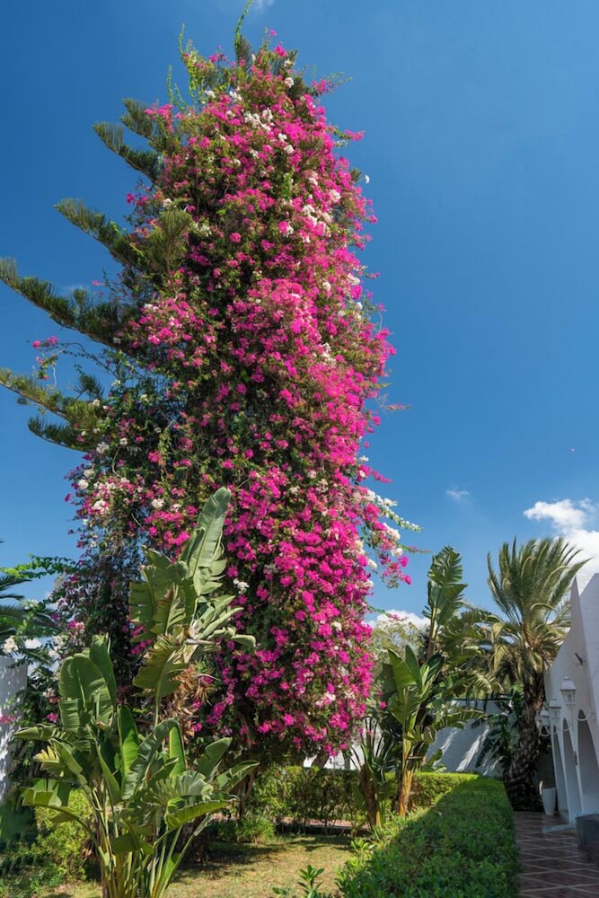 Le Hammamet Hotel & Spa — Hotel building in Hammamet, Nabeul