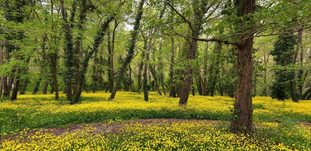 Hotel Slavuna — Attractions in the area in Albena, Dobrich