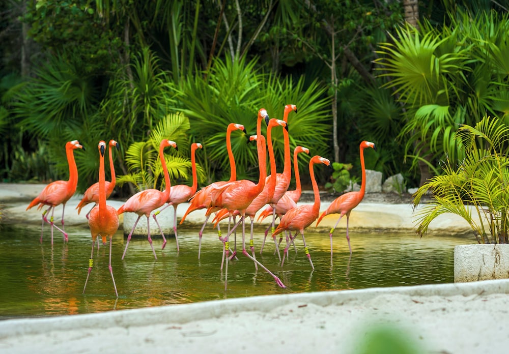 Jungala Hotel at VidantaWorld Riviera Maya — Attractions in the area in Playa del Carmen, Quintana Roo