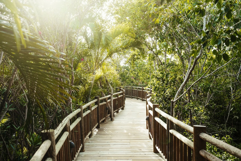 Jungala Hotel at VidantaWorld Riviera Maya — Attractions in the area in Playa del Carmen, Quintana Roo
