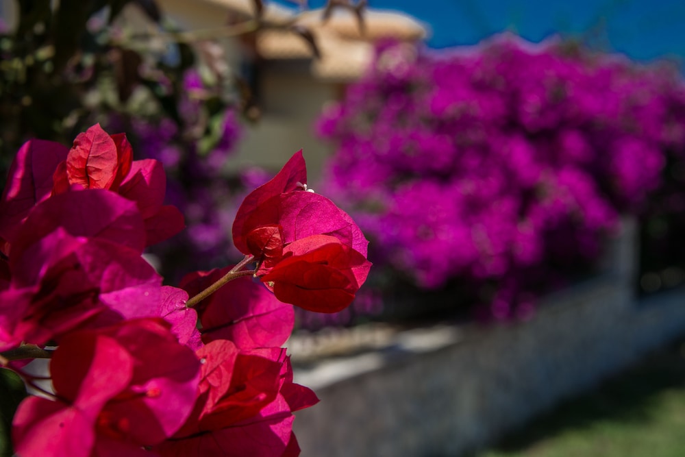Keri Village & Spa by Zante Plaza - Adults Only - All inclusive — Attractions in the area in Keri, Ionian Islands