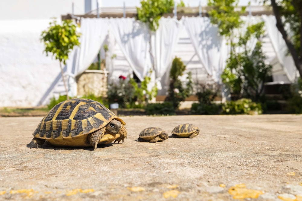 Hotel Abril 37 — Attractions in the area in Ciutadella de Menorca, Balearic Islands