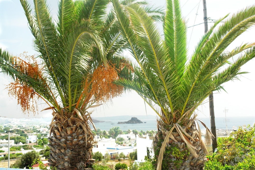 Archodia Studios — Attractions in the area in Kefalos, South Aegean
