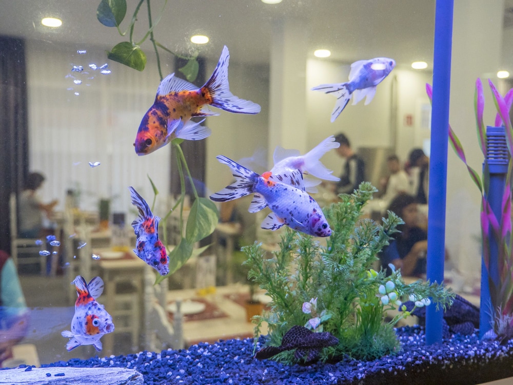 Hotel Victoria — Attractions for children in Lloret de Mar, Catalonia
